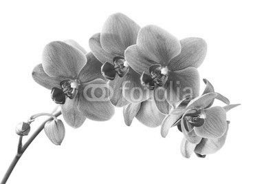 Orchid