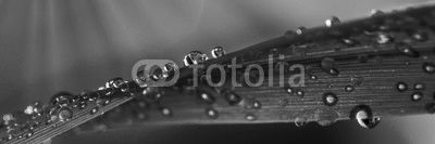 Water droplets on grass
