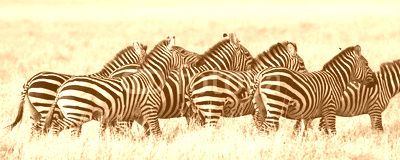 Group of zebras in the savannah. Kenya. Tanzania. National Park. Serengeti. Maasai Mara. An excellent illustration.