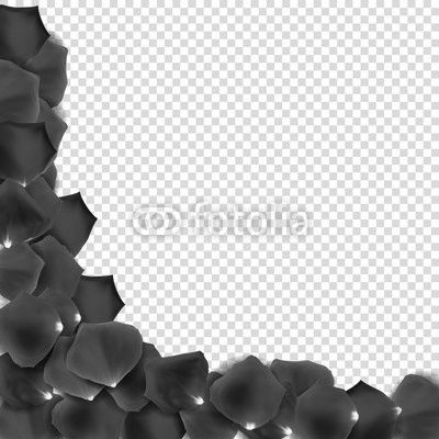 Abstract Natural Rose Petals on Transparent Background Realistic