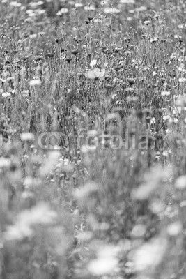 flower meadow