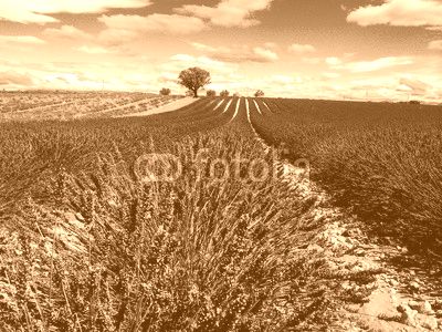 lavander in Provence France