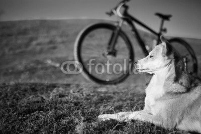 sitting dog and mountain bicycle with field and blue sky background