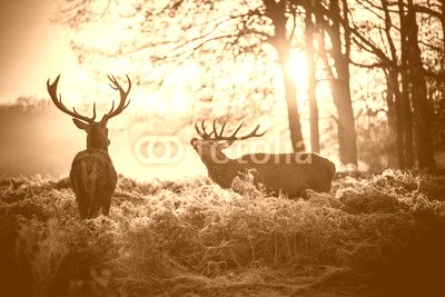Red Deer in Morning Sun.