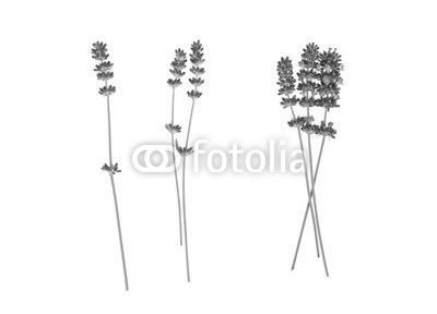 Lavender flowers isolated on white 