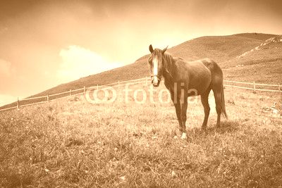 Horse
