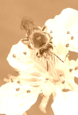 A bee on an apple tree