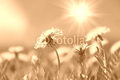 Dandelion flowers under blue sky