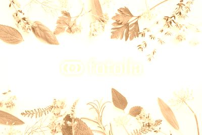 variety of fresh herbs on white background