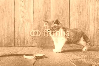 Red orange kitten at blue wood