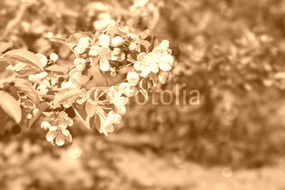 Apple flowers background.