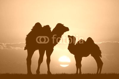 camels at sunset
