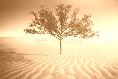 Desert Tree