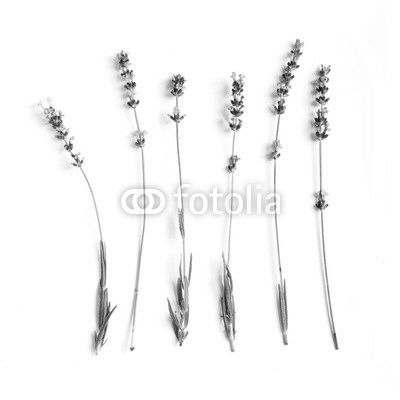 lavender flowers set