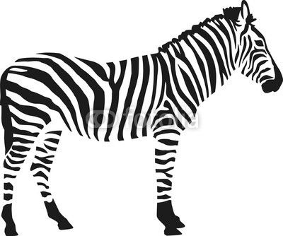 Zebra silhouette isloated on white background
