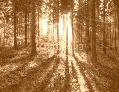 Grüner Wald im Sommer mit Sonnenstrahlen