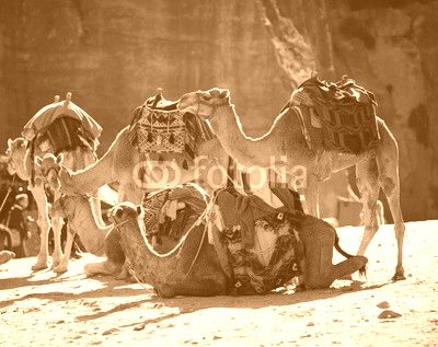 Camels caravan in the desert