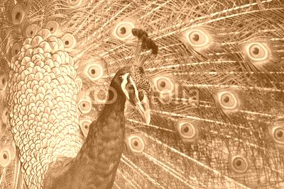 Peacock with Feathers Out
