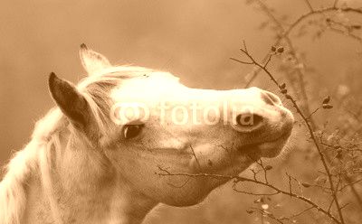 cavallo