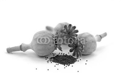 Mohnkapseln,Mohn,Papaver,Mohnsamen