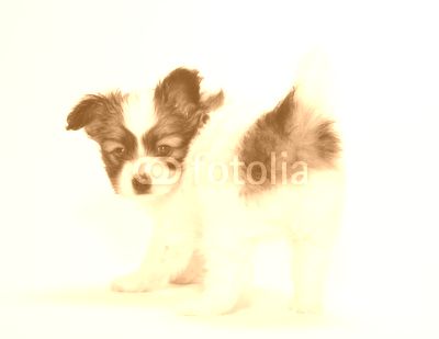 PAPILLON PUPPY