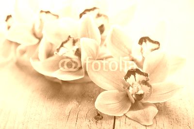pink orchid flowers