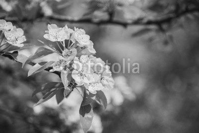 Flowers of apple. Bright spring background.