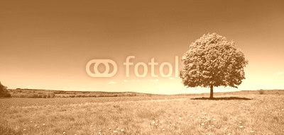 Linden Tree on Meadow with Dandelion Flowers in Spring Landscape under Blue Sky