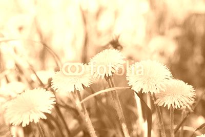 Yellow Dandelions