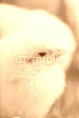 Close up photo of little chickens on the green grass
