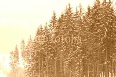 Christmas winter landscape, spruce and pine trees covered in snow on a mountain road