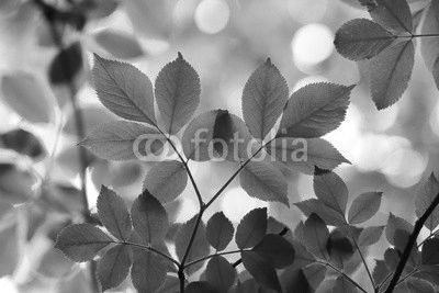 green leaves