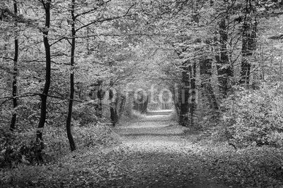 Autumn forest