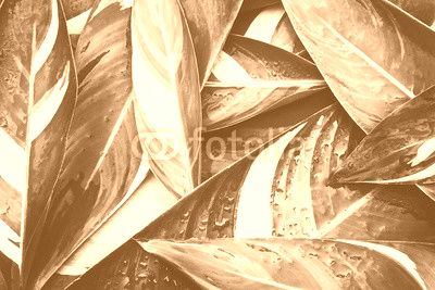 Wet Fresh tropical Green leaves background , vintage color tone