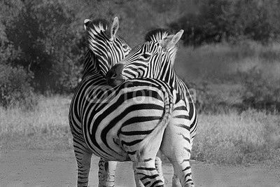 Hugging couple of zebras in Kruger National park. Wild nature.  Safari.  Autumn in South Africa. 