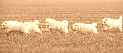 Samoyed dog