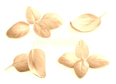 Basil leaves spice closeup isolated on white background.