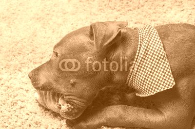 Pitbull Puppy