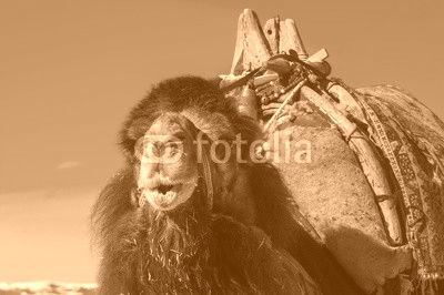 brown camel closeup