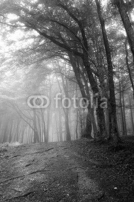 green forest in morning mist
