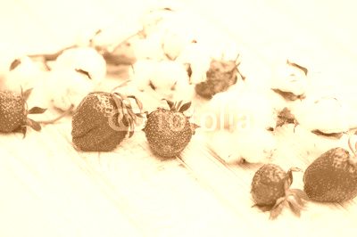 Natural still life with ripe strawberries and cotton flowers