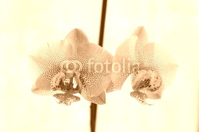 Pink dots orchid