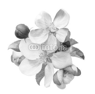 apple tree blossoms with green leaves