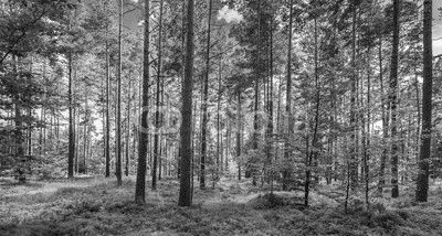 Wald Natur Landschaft