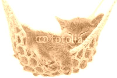 Cute gray kitten lying in hammock