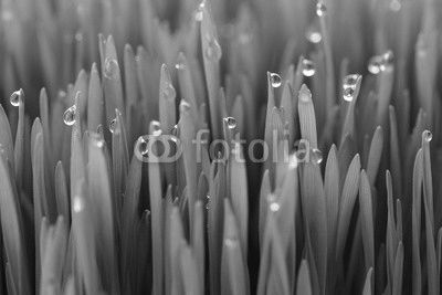 Fresh green wheat grass with drops dew / macro background