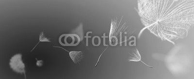 flying dandelion seeds on a blue background