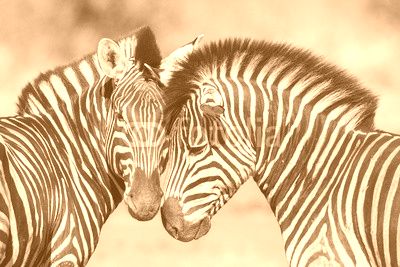 Cuddles between two zebras, Kruger Park, South Africa