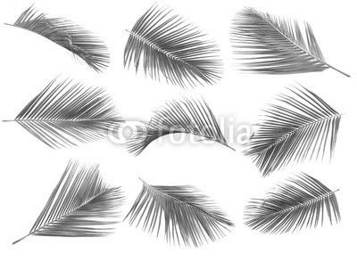 coconut leaf