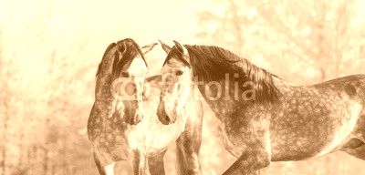 Portrait of two spanish grey stallions in winter forest